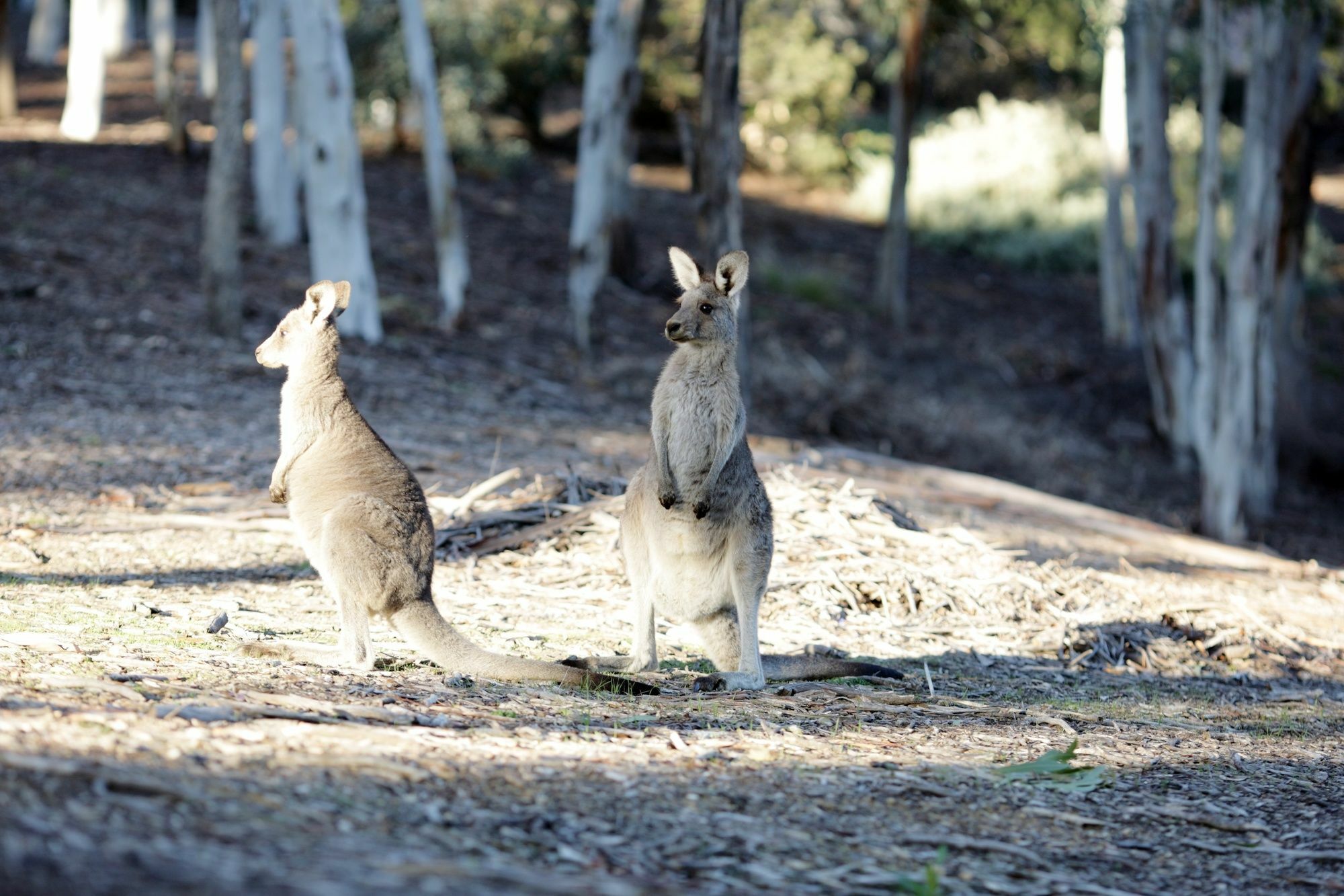 Unilodge @ Uc Short Stays Canberra Esterno foto